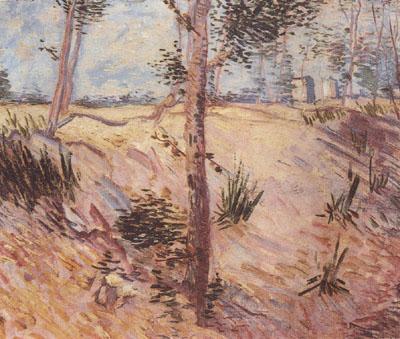 Vincent Van Gogh Trees in a Field on a Sunny Day (nn04) Sweden oil painting art